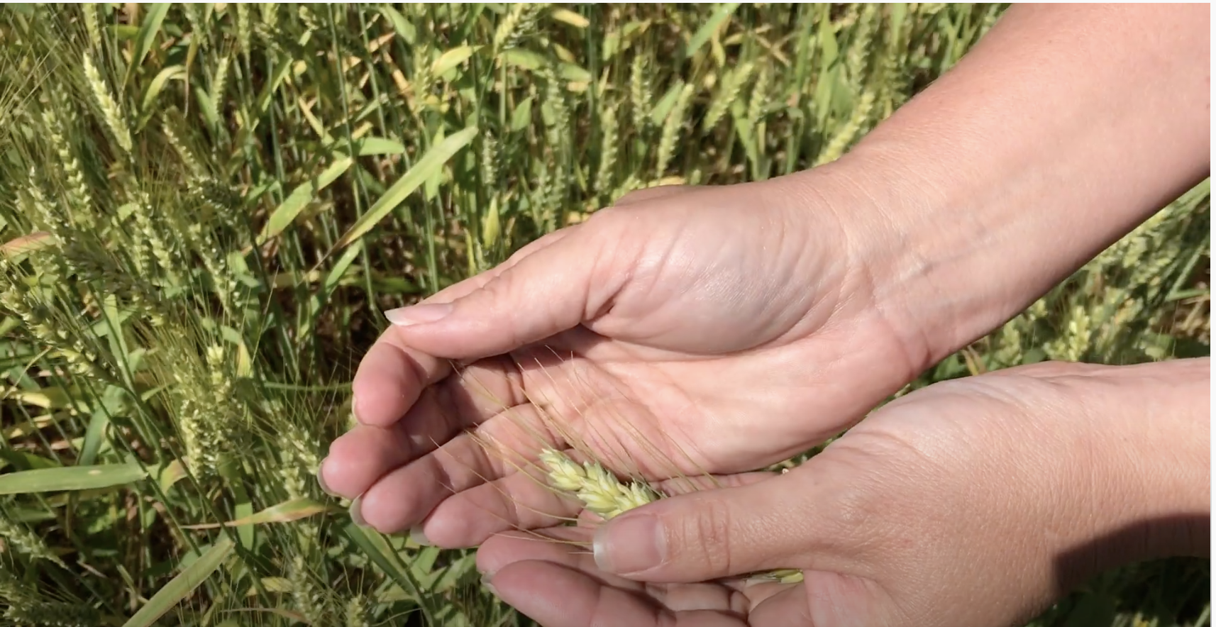 Wheat kernels in woman's hand