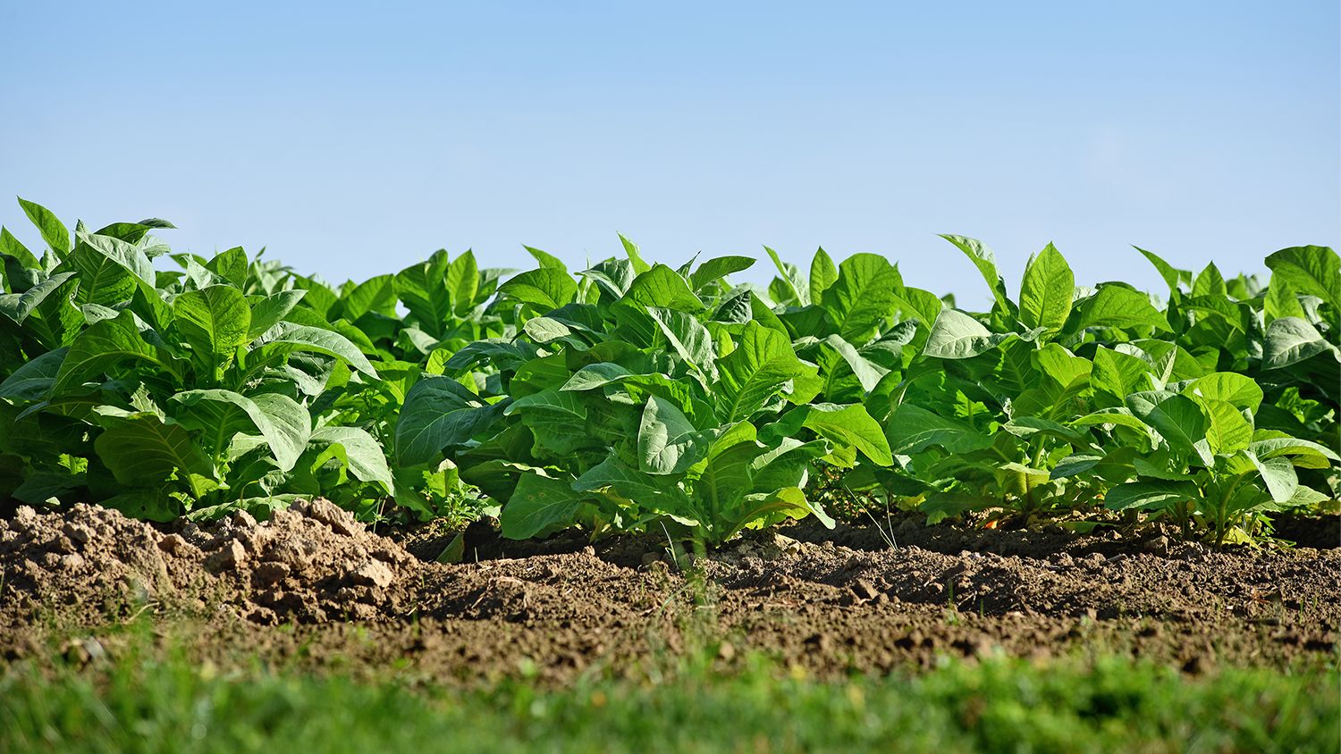 Field of tobacco plants