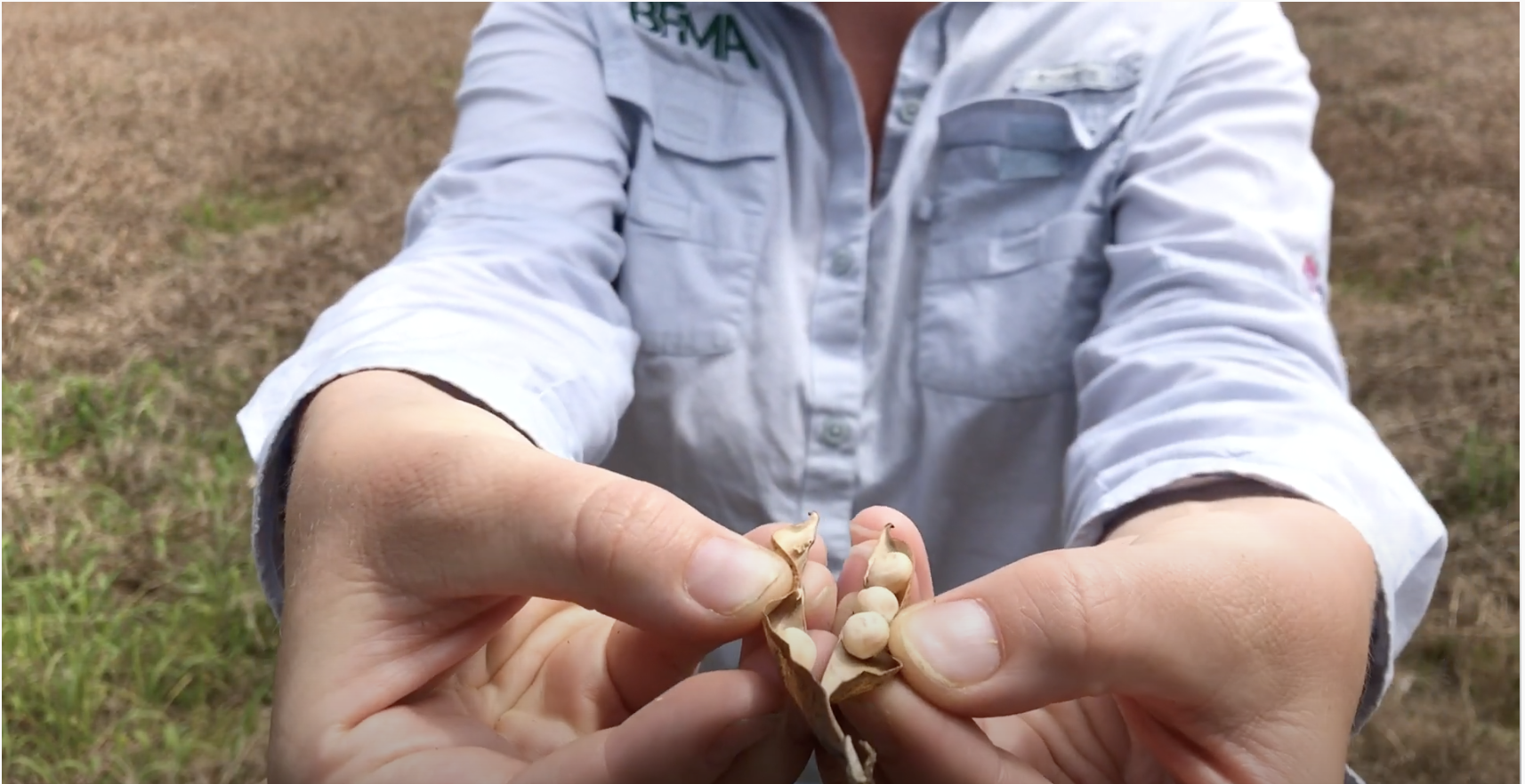 Hands opening a pod of peas