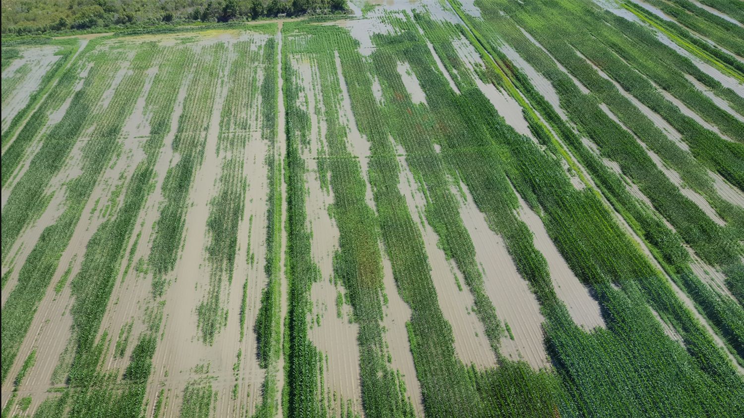 aerial view of a flooded corn field