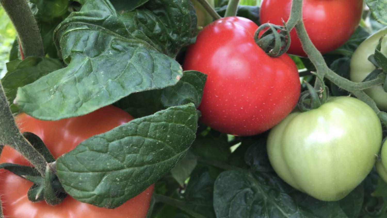 close up of tomatoes ripening on the vine