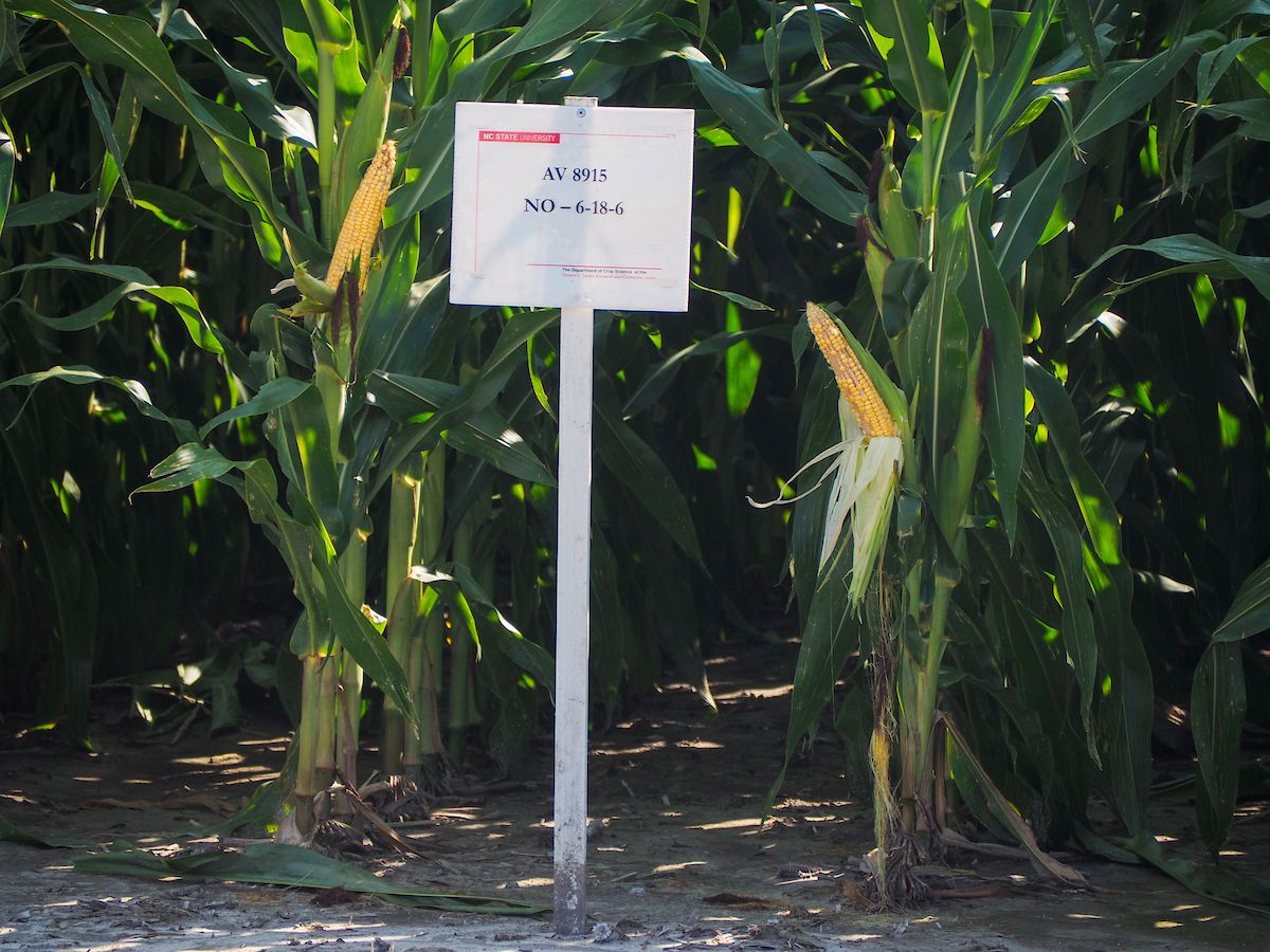 corn growing in a test field