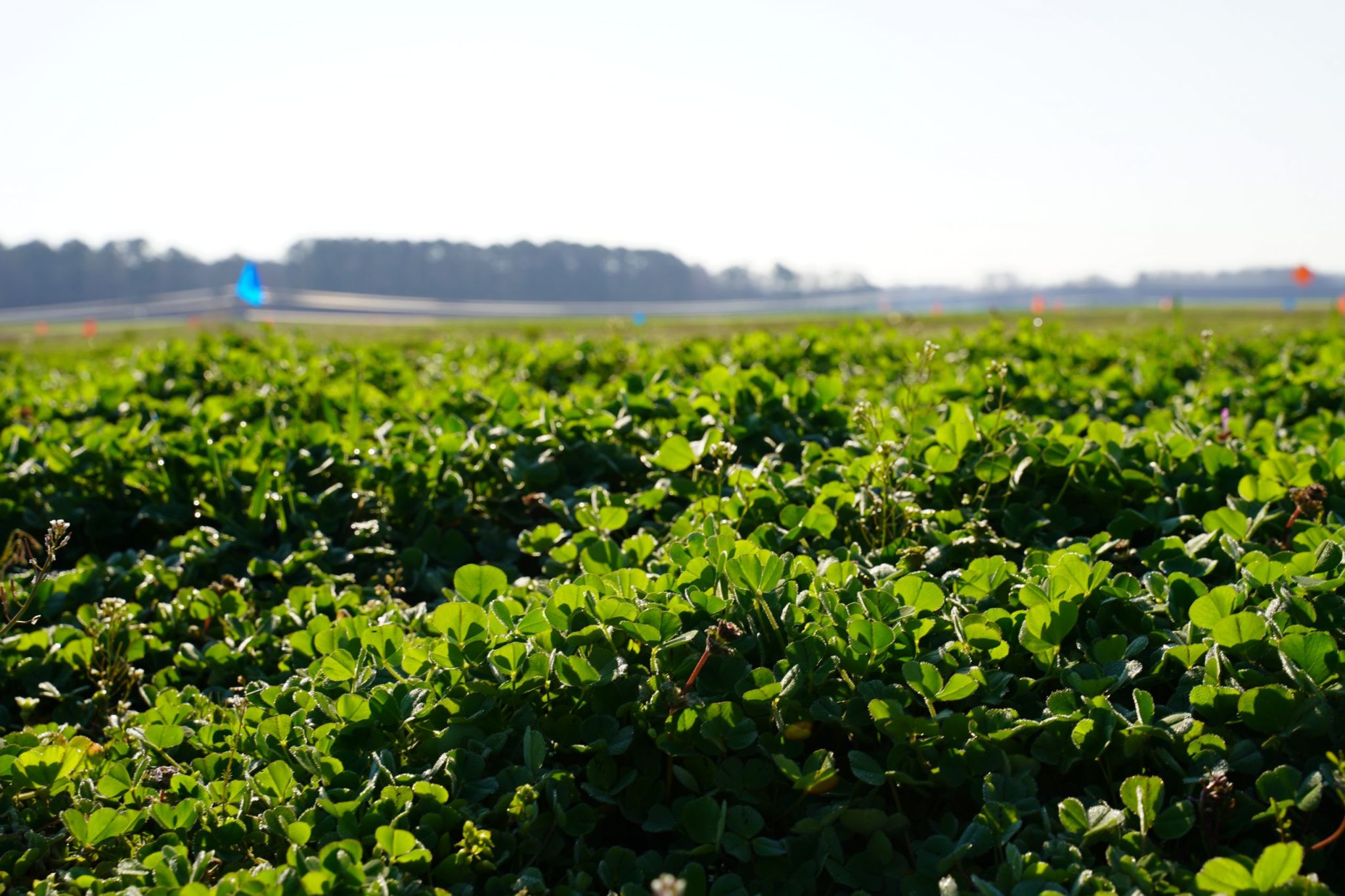 clover cover crop in the field