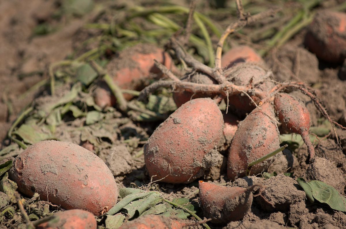 newly harvested sweet potatoes on the soil surface