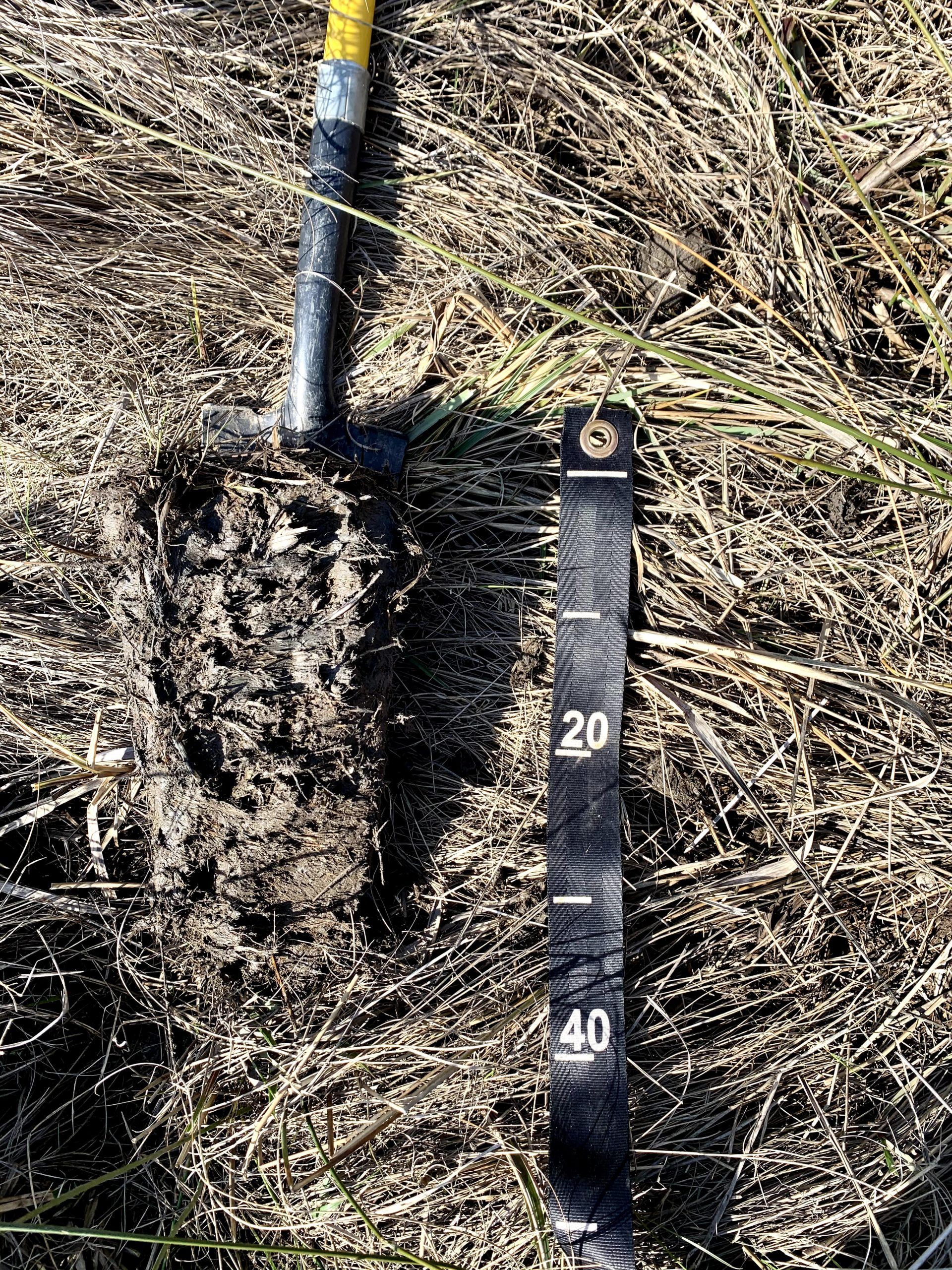 A shovelful of soil lies on the ground