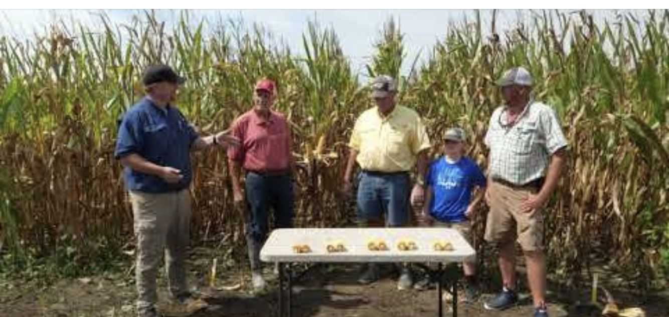 Four men discuss corn varieties in a corn field