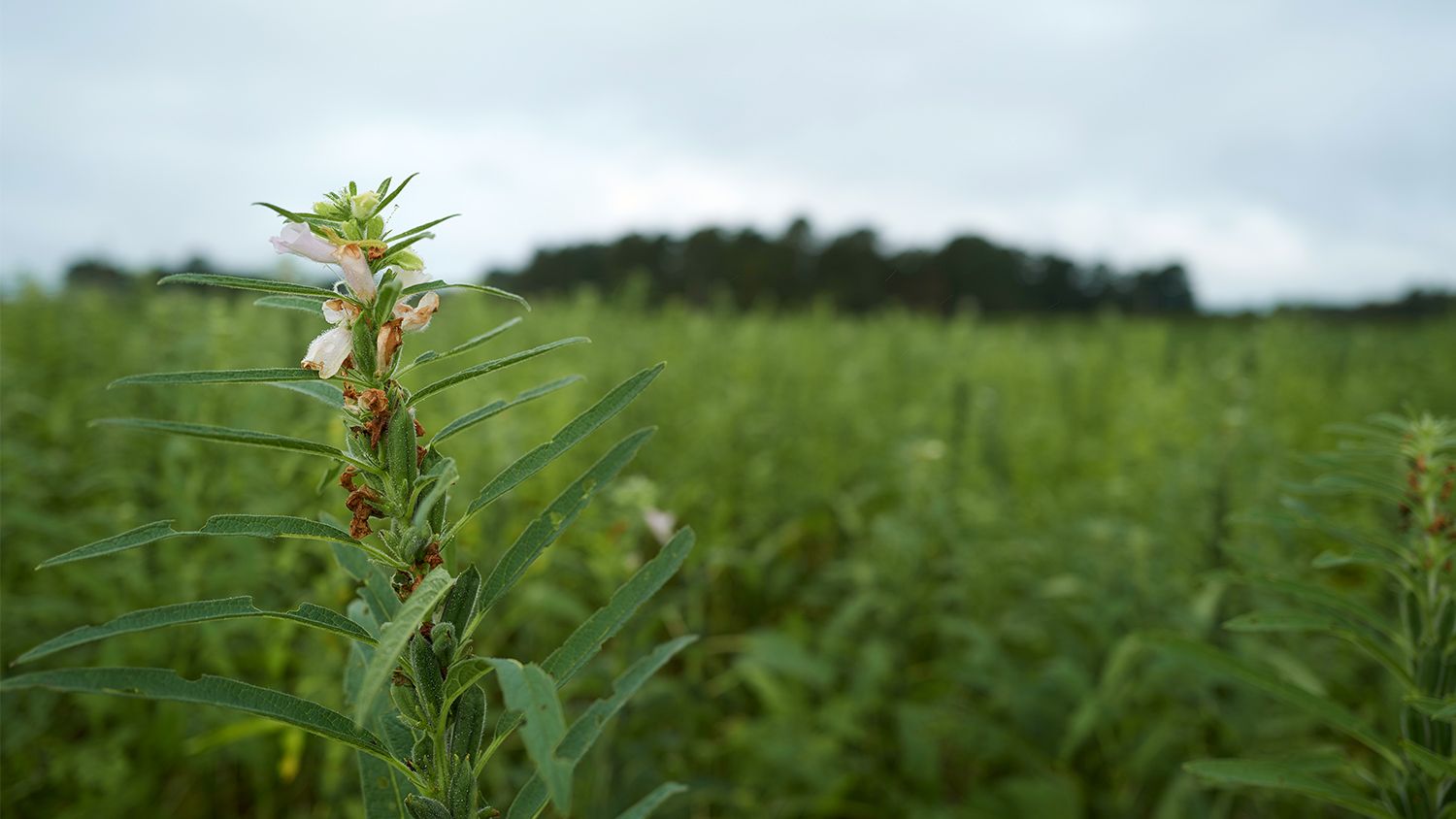 A sesame plant blooms in a field