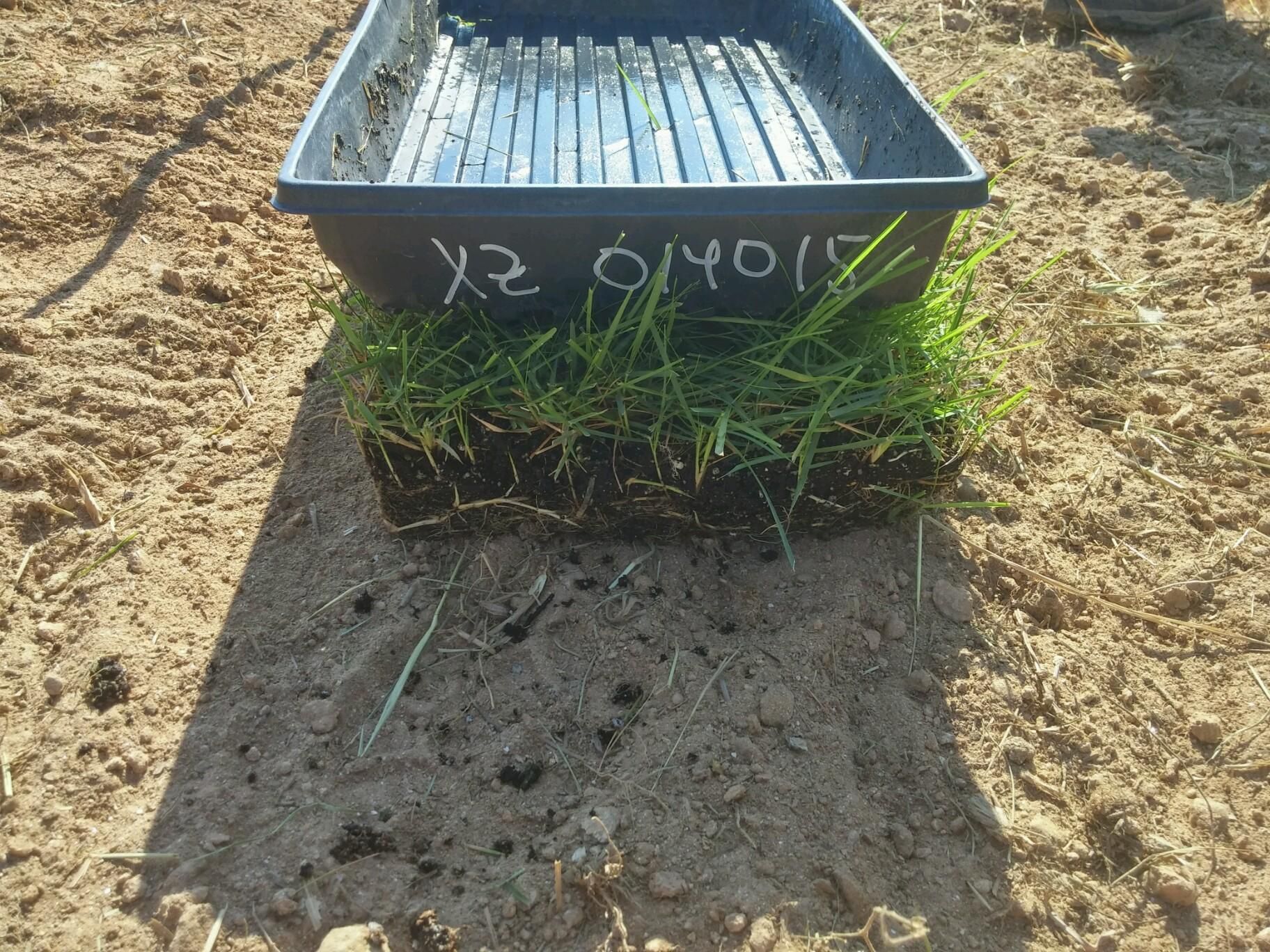 A strip of sod from NC State's turfgrass breeding program