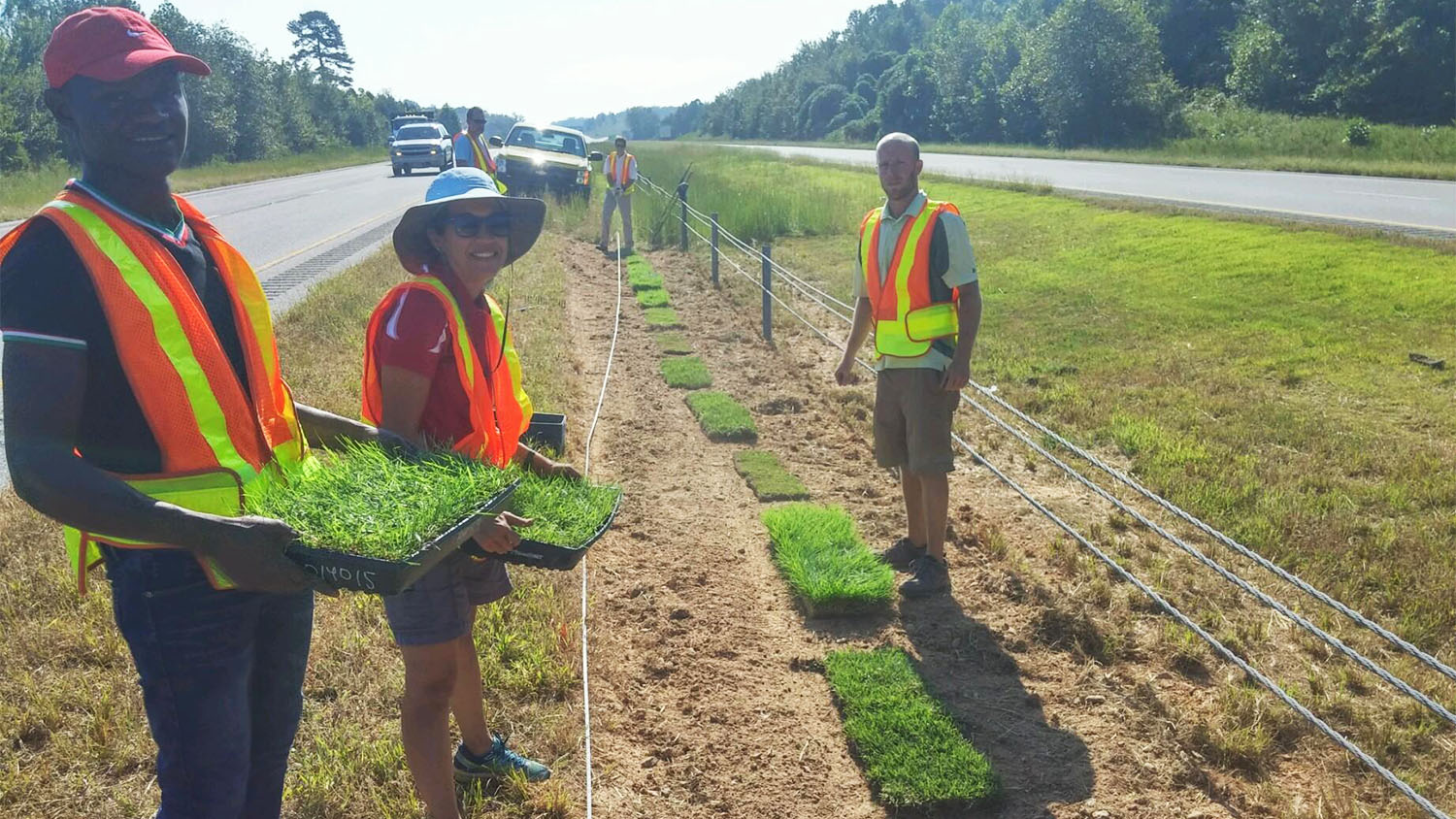 Researchers installing roadside sod samples