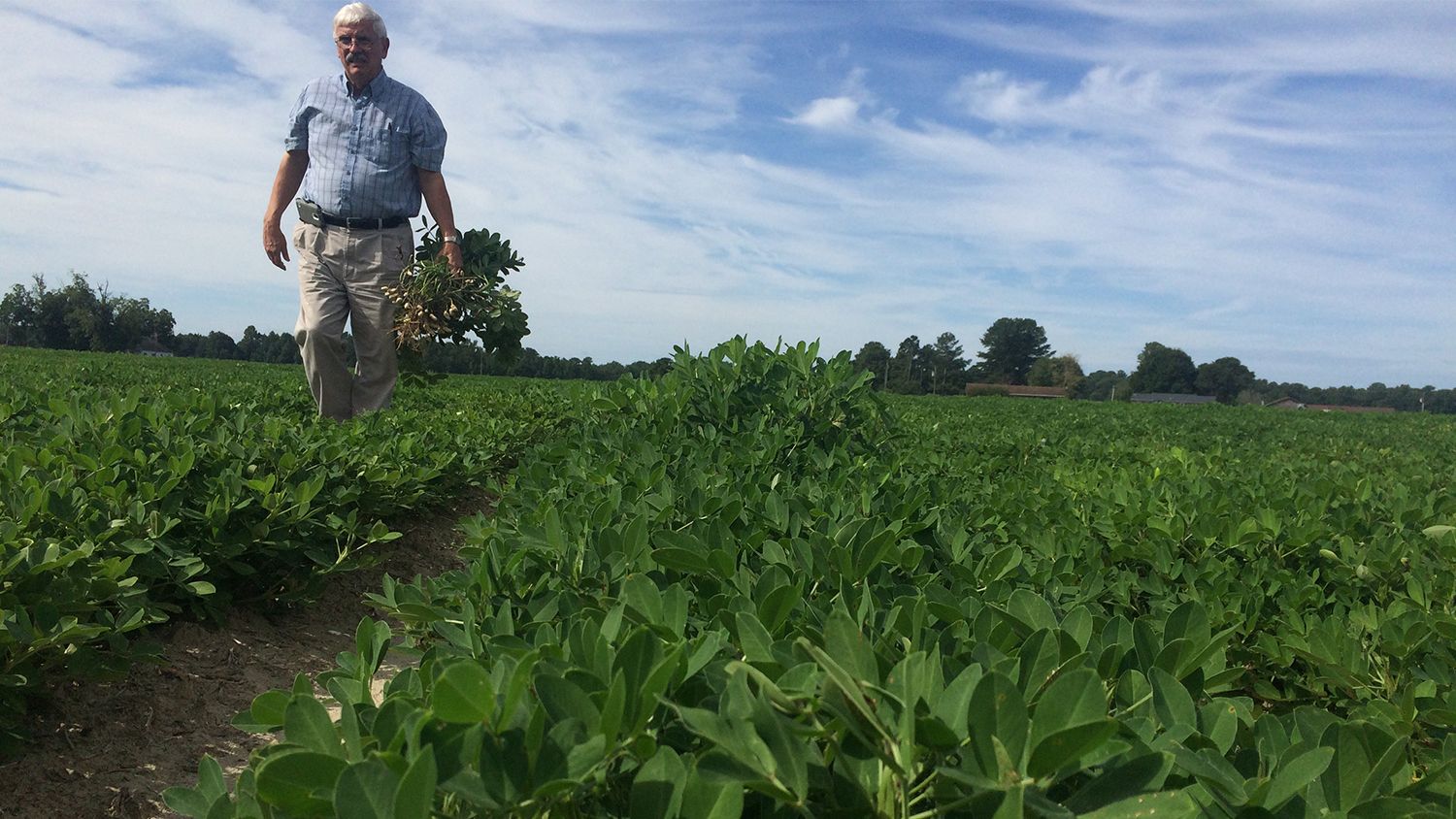 man walking in peanut field