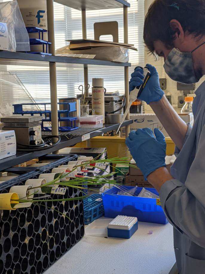 a graduate students works in a lab