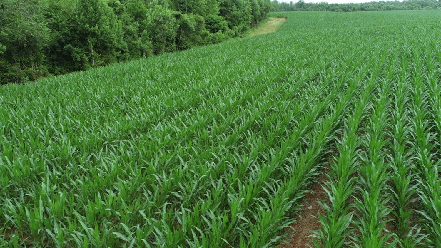 Corn field