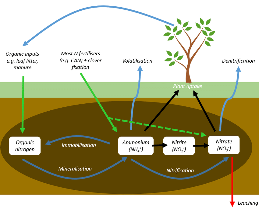 Nitrogen cycle graphic