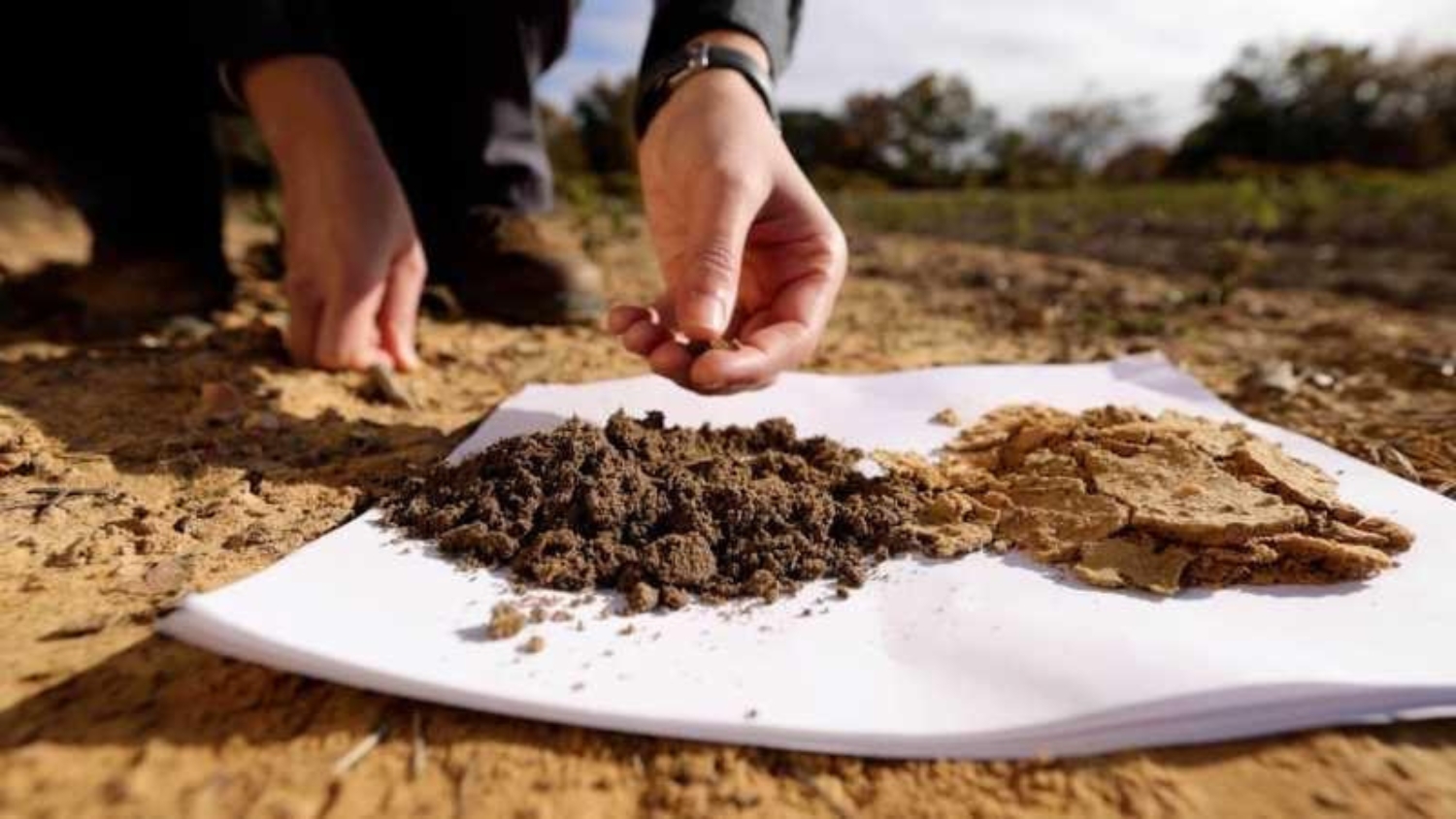 Two soil samples on a plate comparing moldboard and no-till practices at a Reidsville, NC, research station.