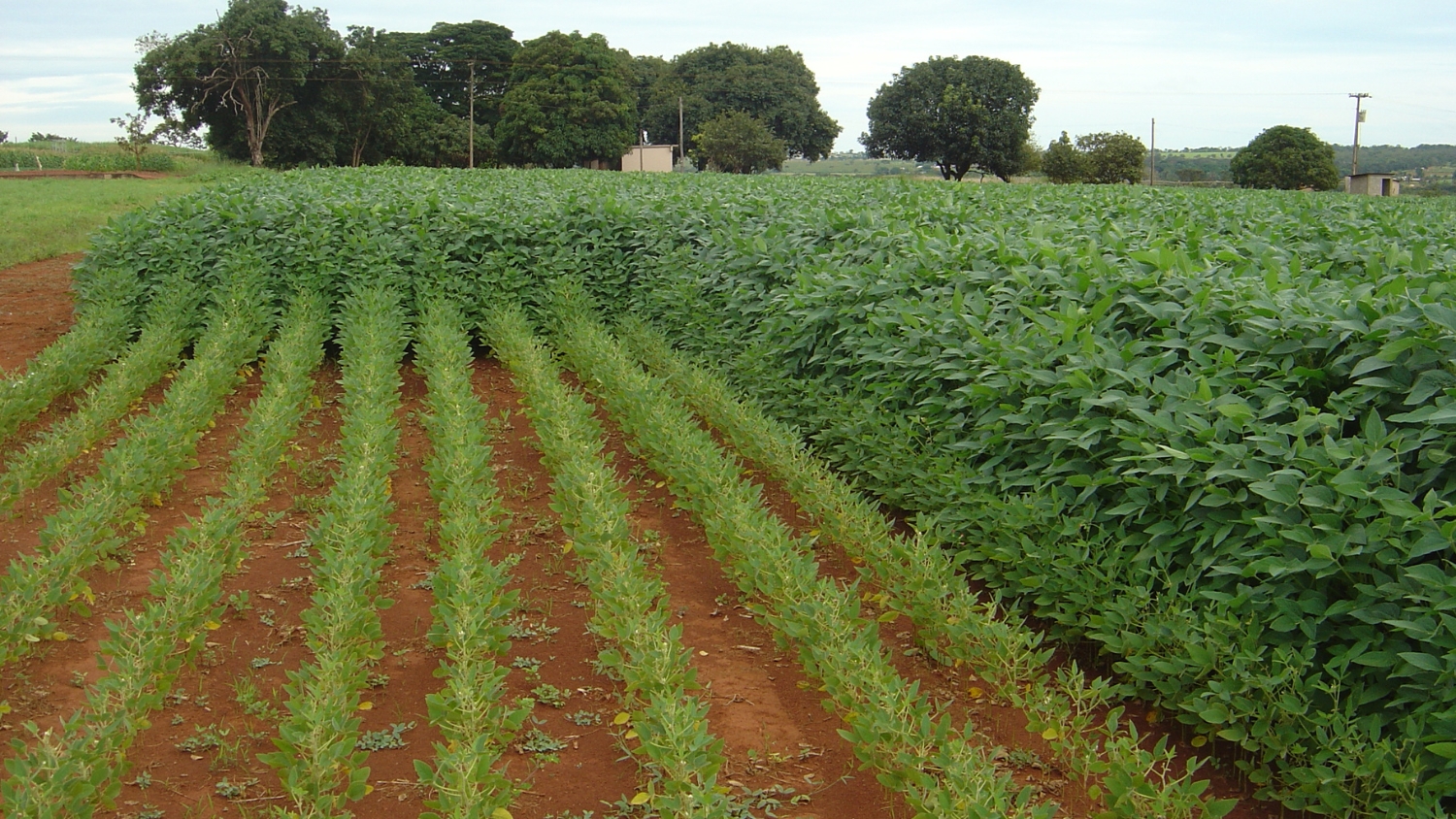 Comparison of Brazilian soybean with and without fertilizer.