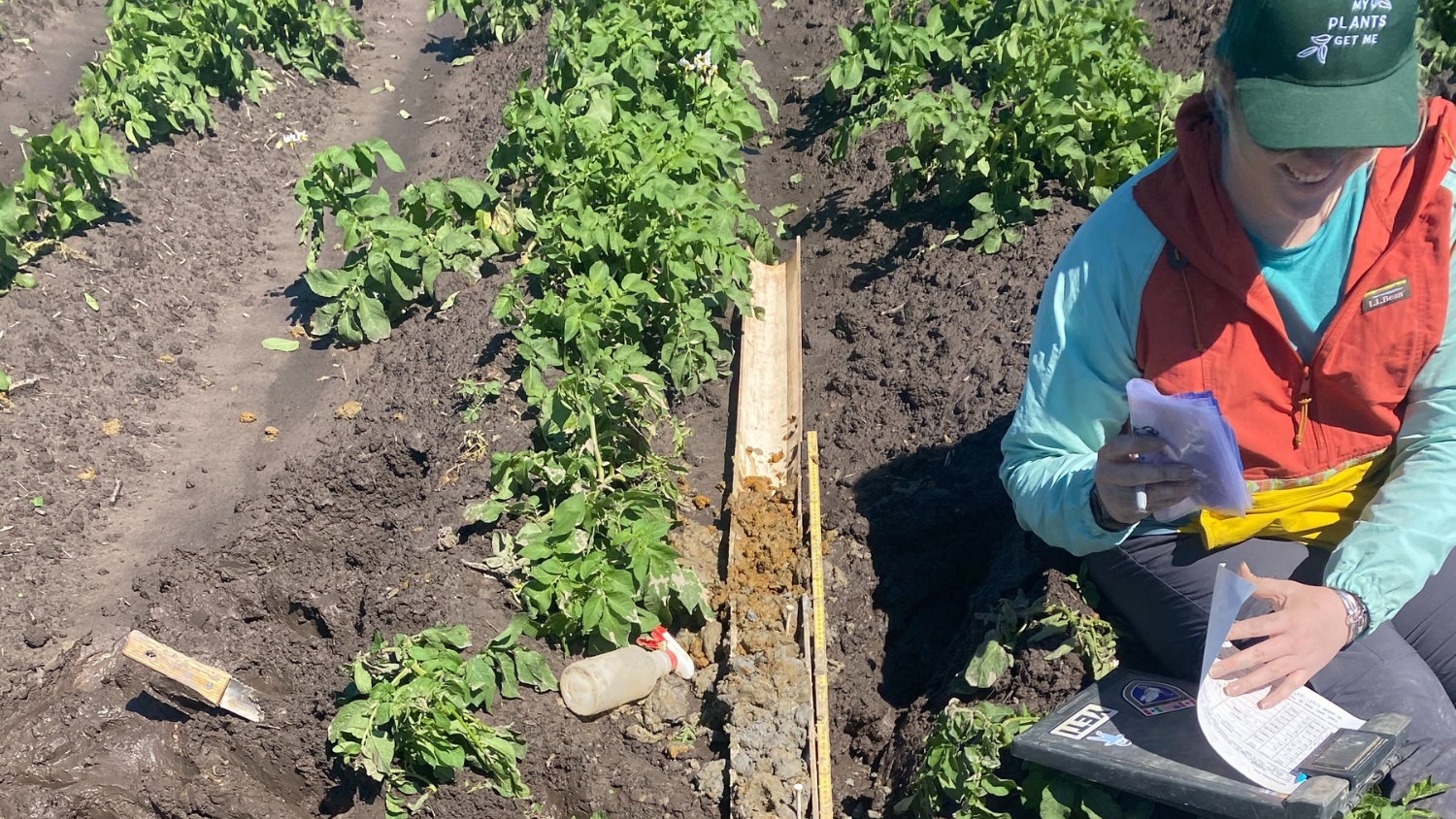 NC State soil science graduate student Julia Janson collects and examines soil cores in Eastern North Carolina.