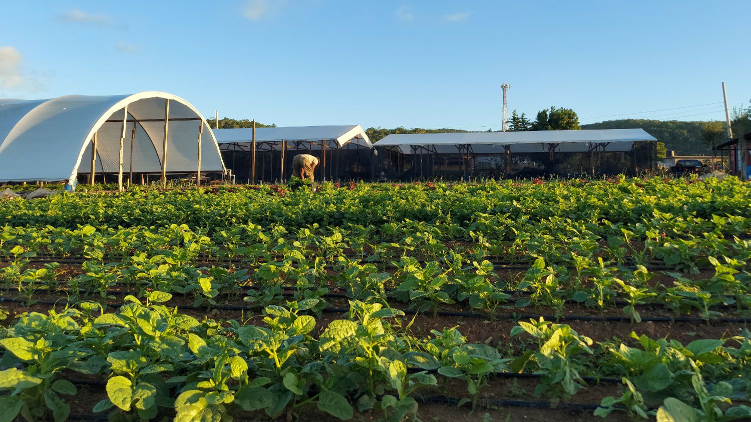 NC State agroecology student Jaleel Hewitt works on his family farm in Jamaica.