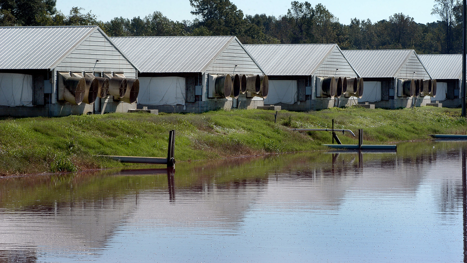 Waste lagoon and hog houses on a farm outside of Kinston.