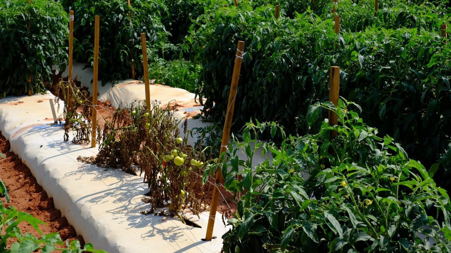 Healthy and unhealthy tomato plants in a research plot.