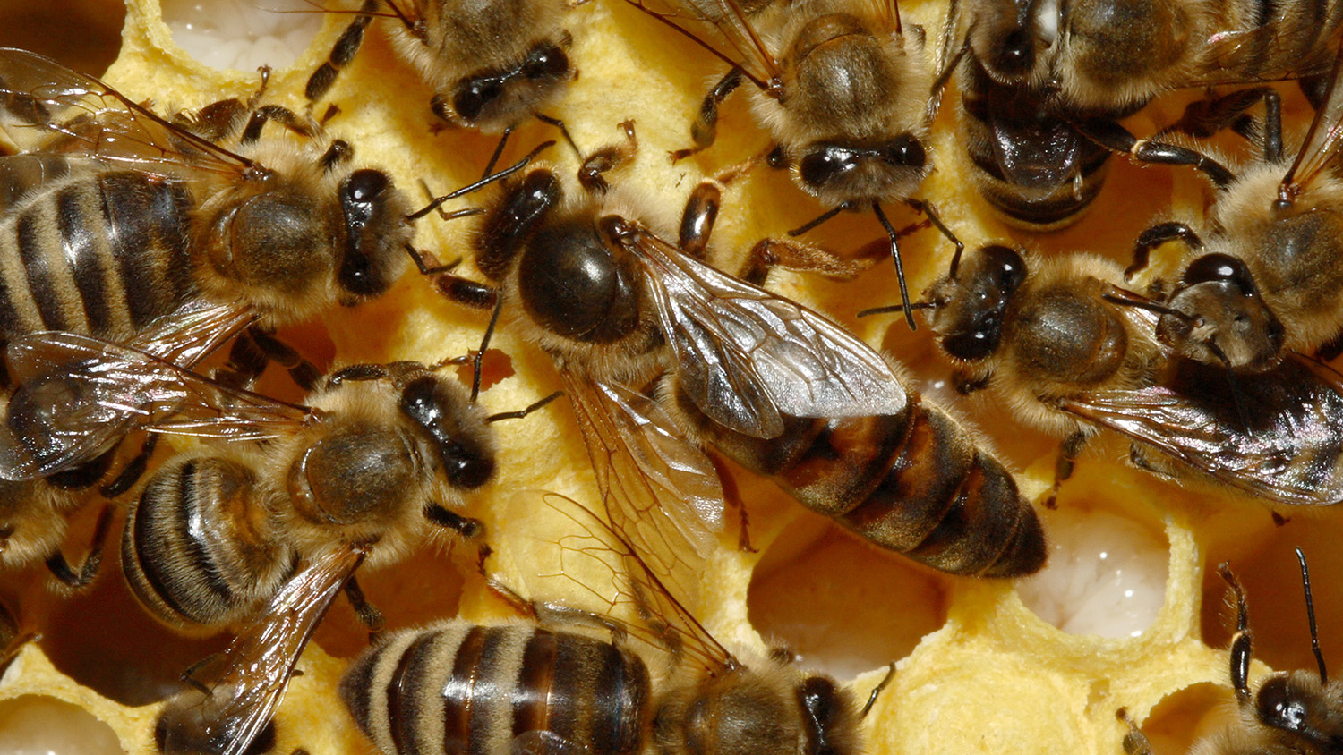 Queen bee surrounded by her other bees in her colony.