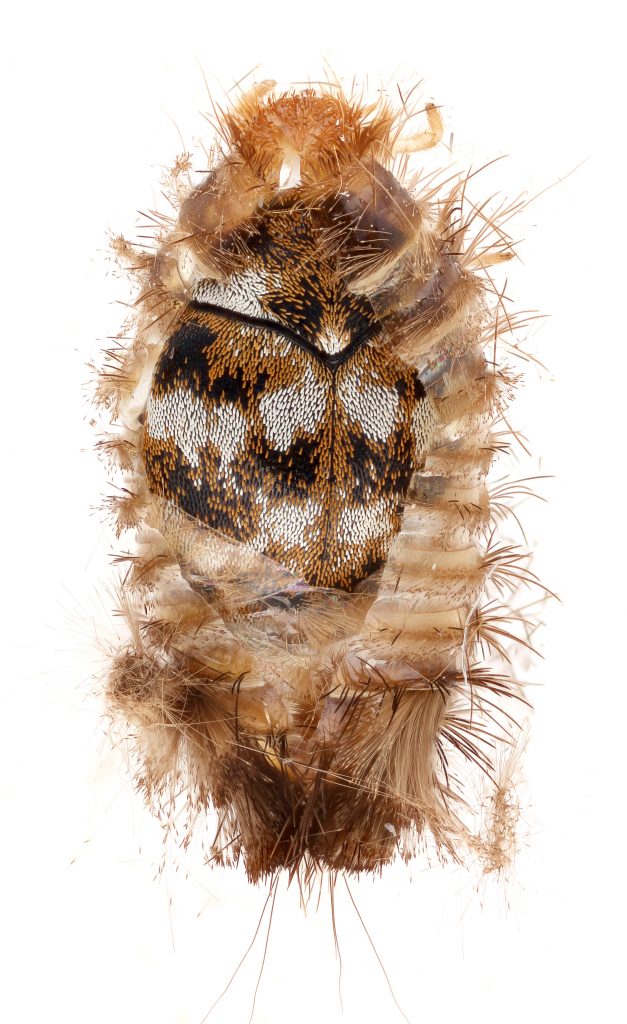 Carpet Beetle by Matt Bertone