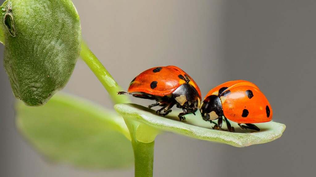 ladybugs habitat container used for entomology studies