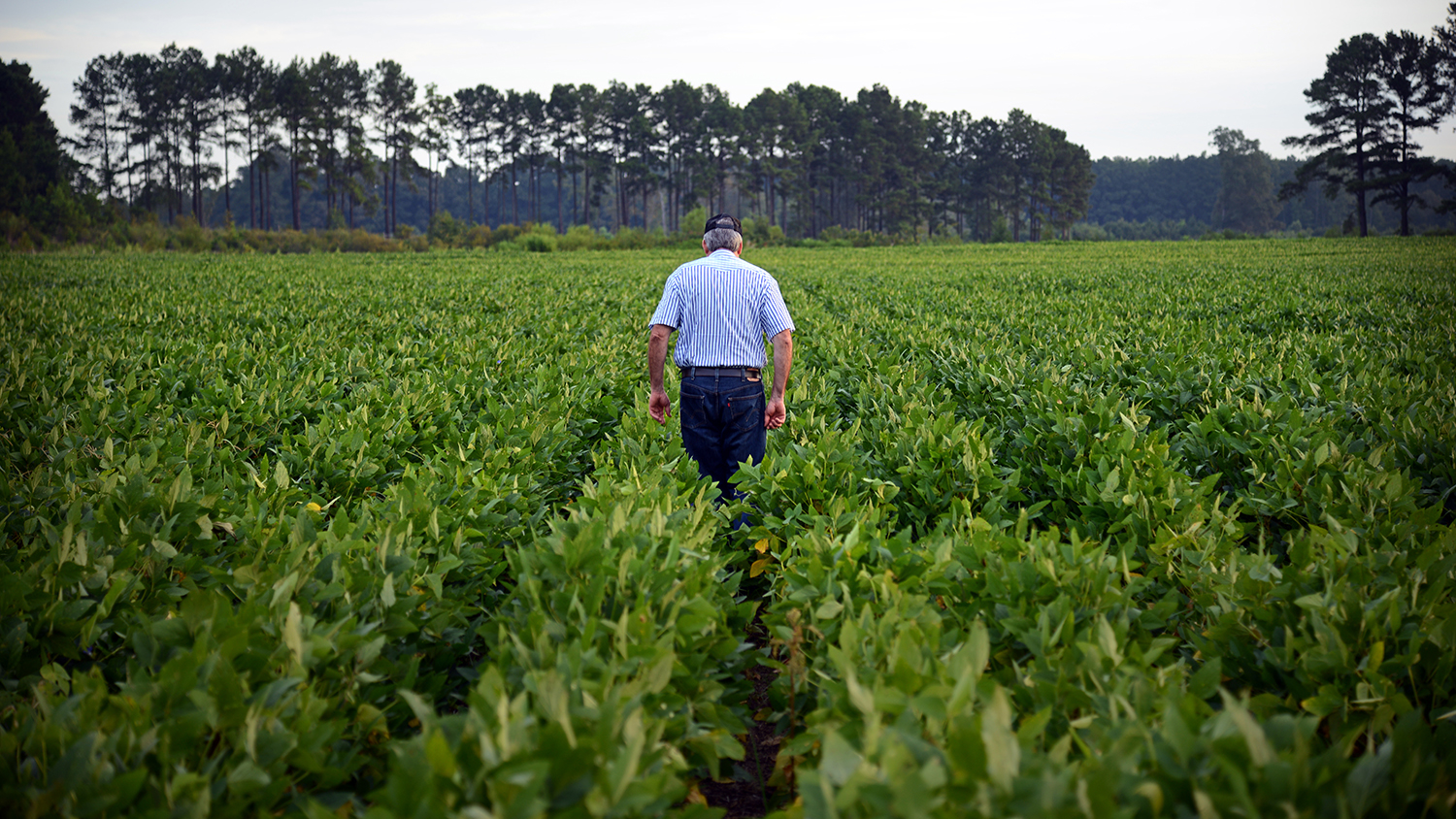 Large-scale study is needed to test new approaches for slowing pest resistance. Photo by Roger Winstead, NC State University. 