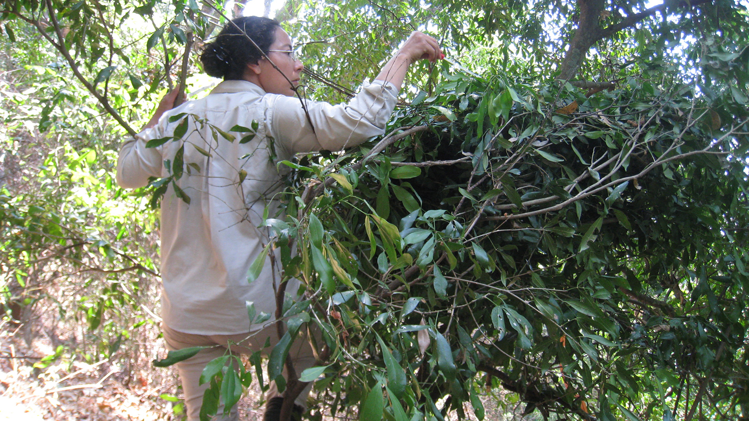 Adriana Hernandez-Aguilar swabbing leaf in nest for microbes. 