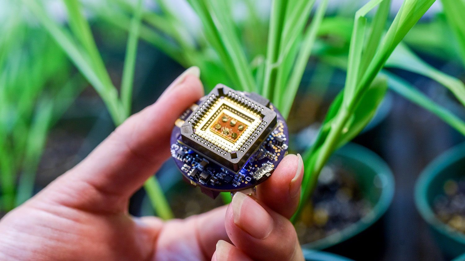 Hand holding quarter-sized sensor near corn plants