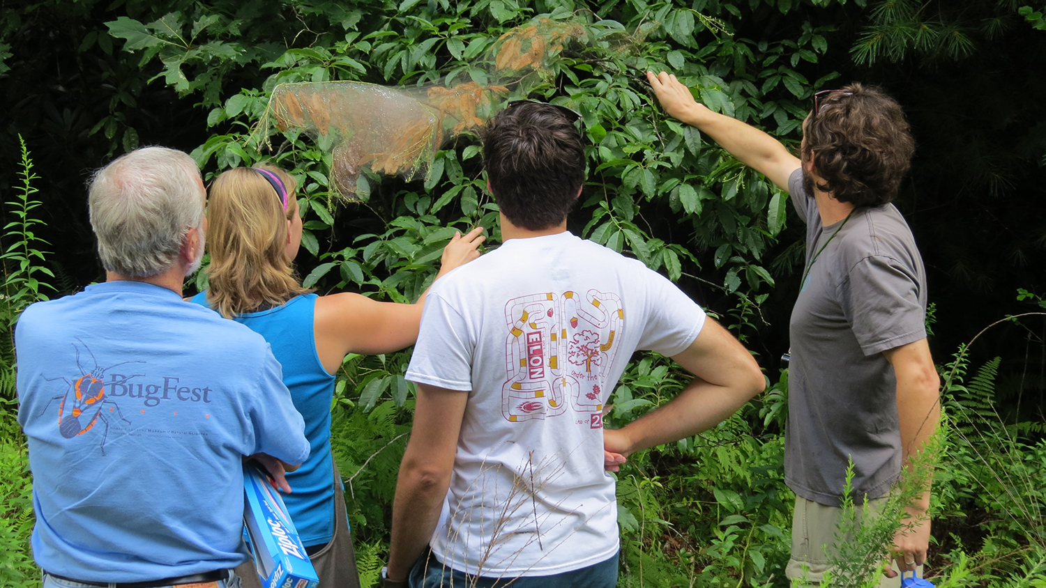 Natural history class examining fall webworms