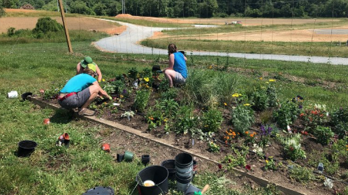 Individuals planting landscape bed