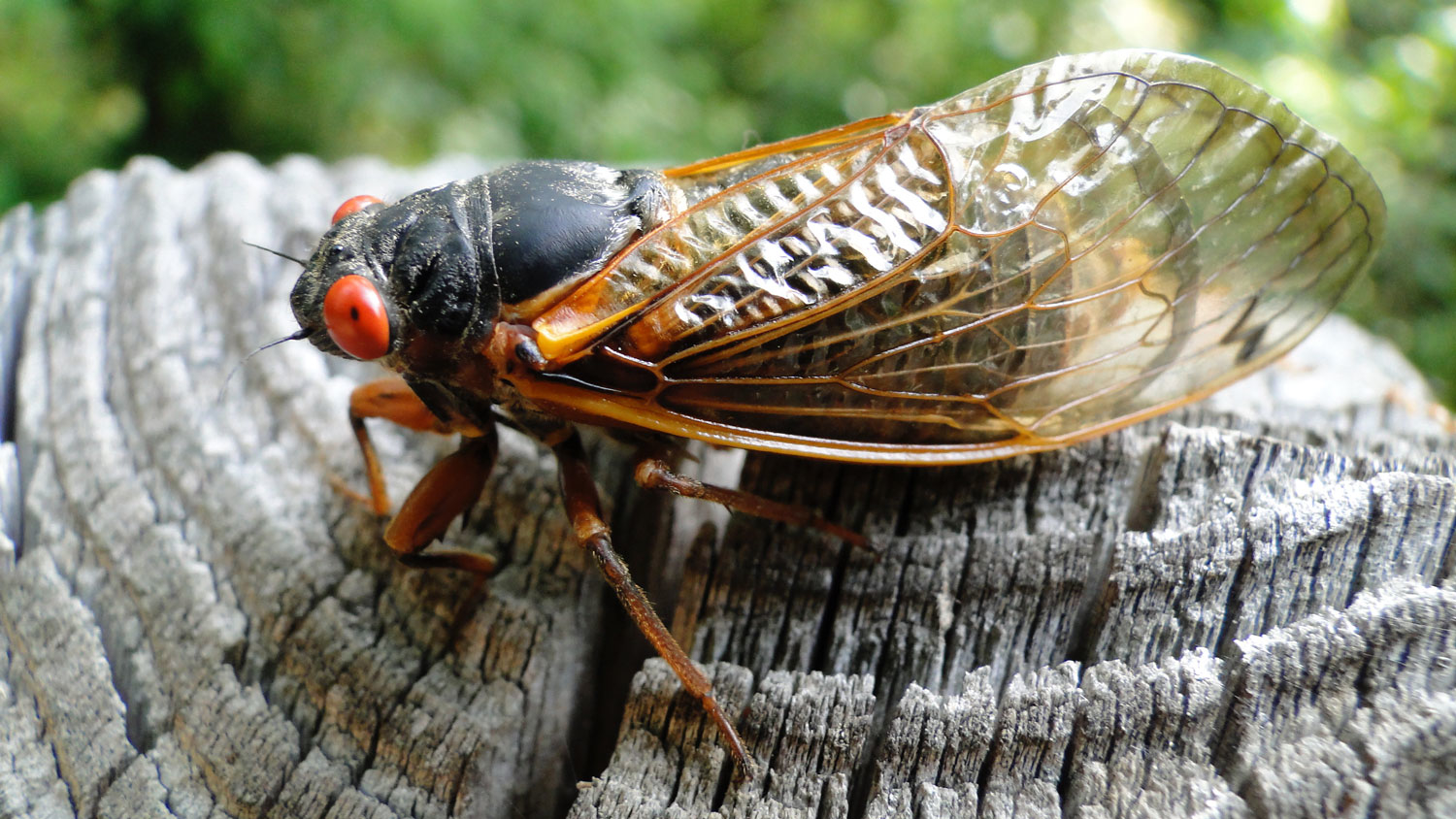 cicada