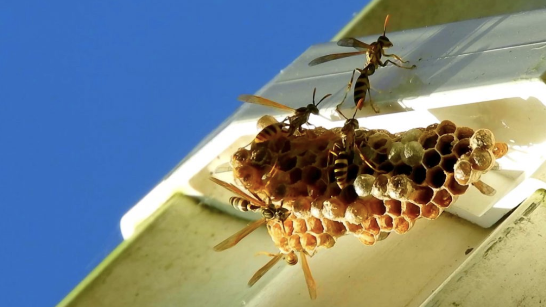 Wasp nest