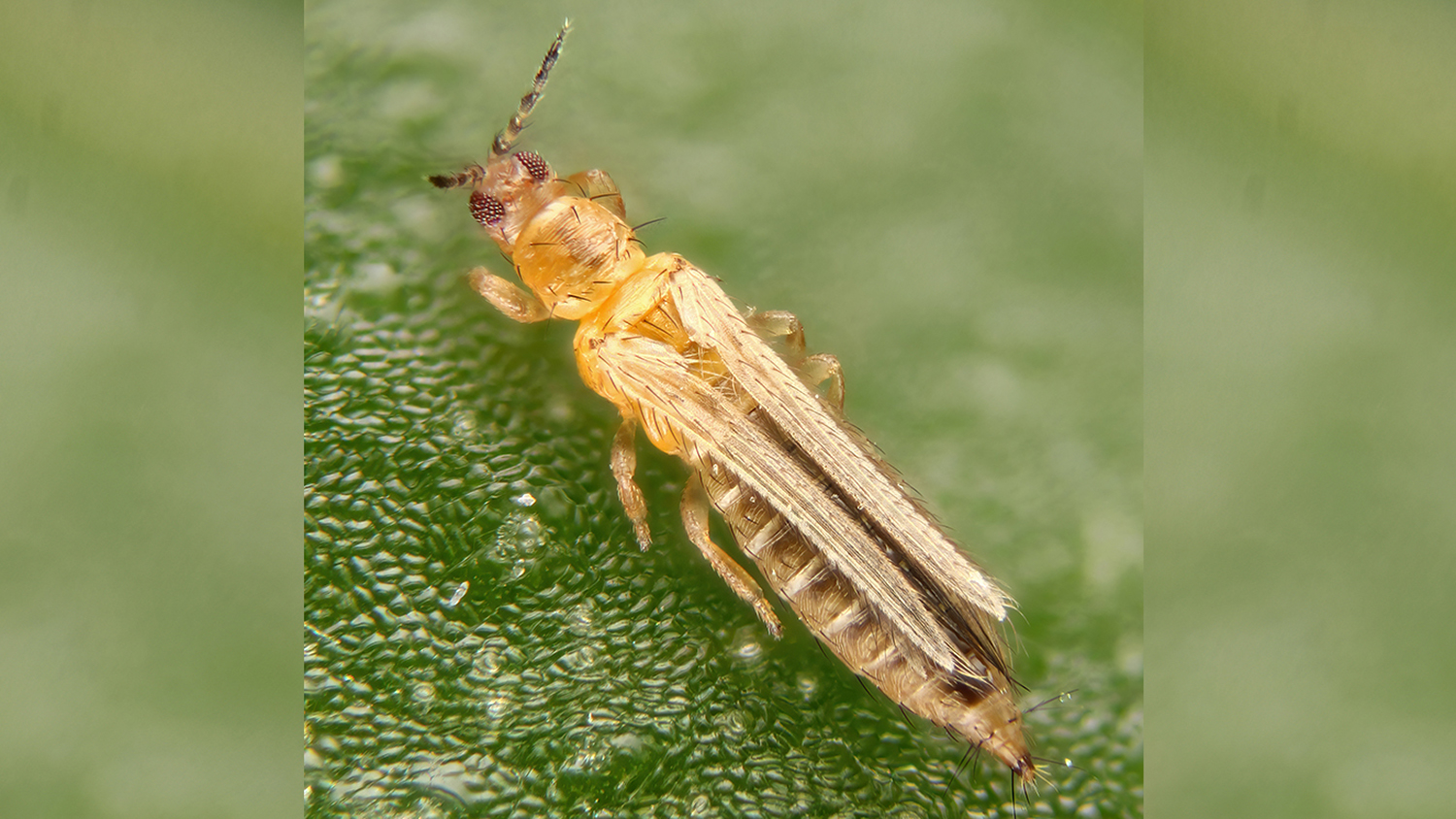 Insect with fringed wings on plant material