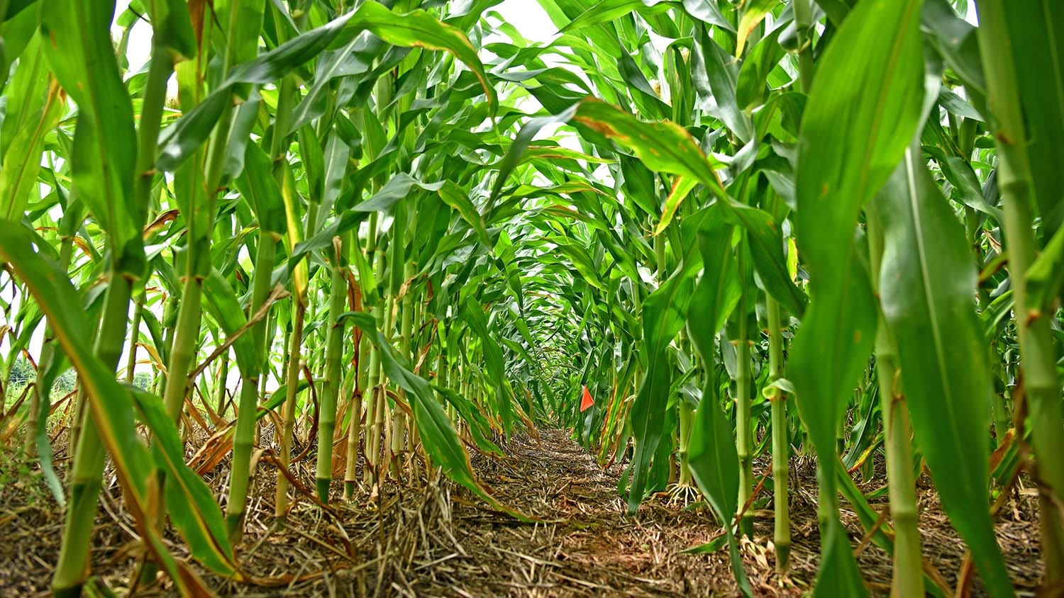 rows of corn