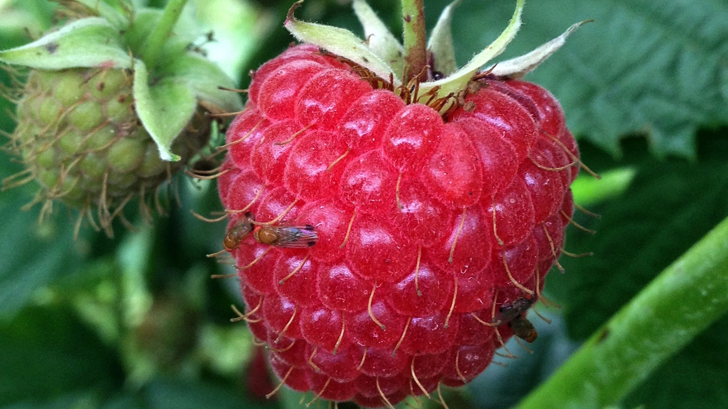 fruit fly on a berry