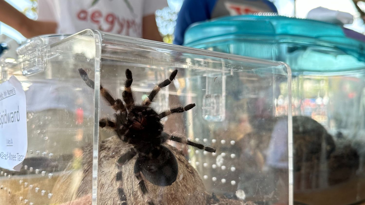 tarantula in a jar