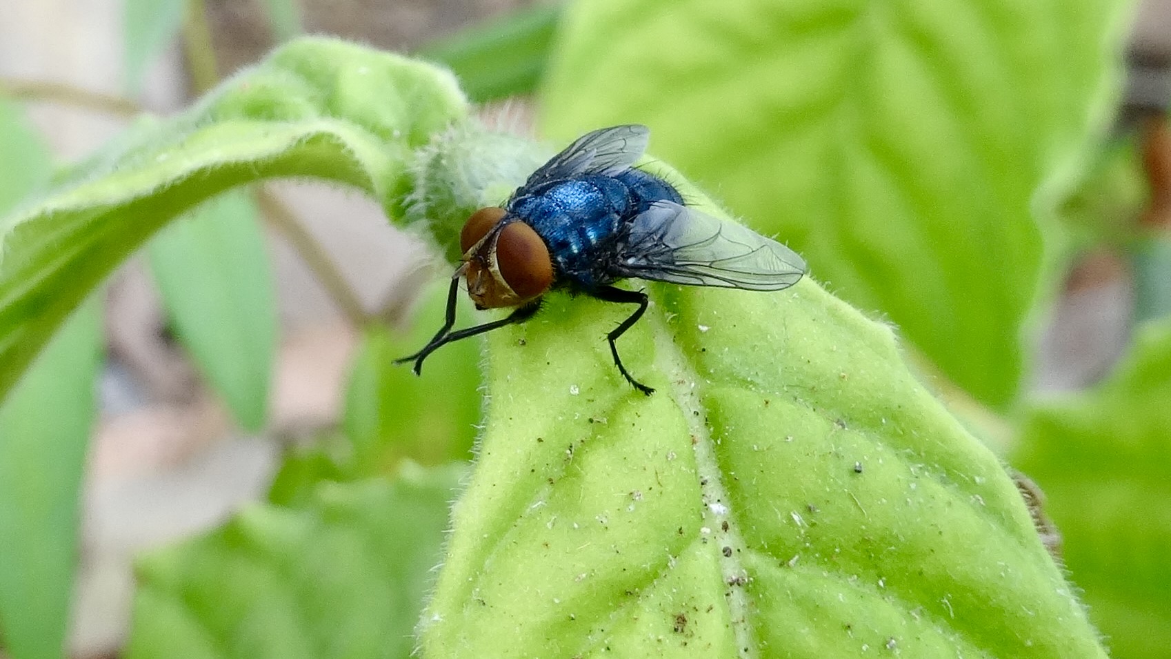 new world screwworm on a leaf