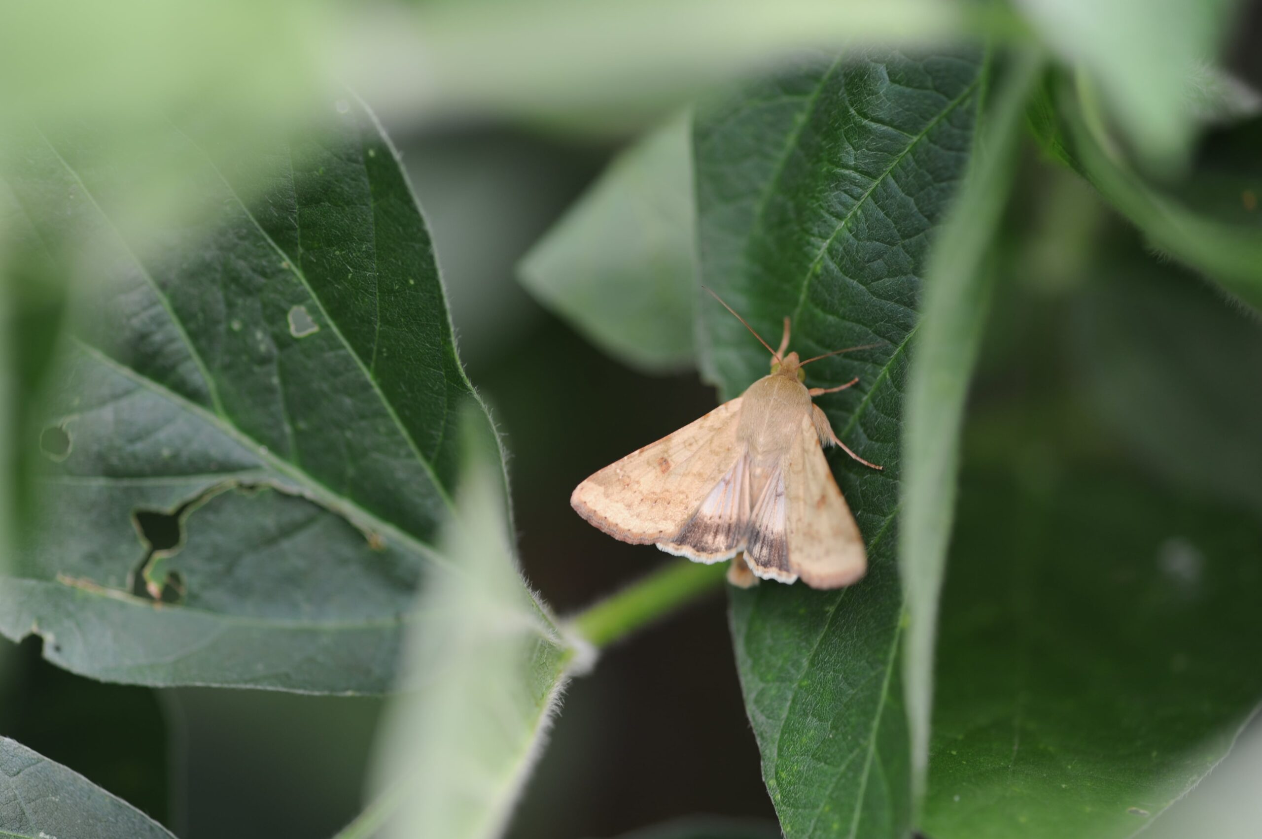 adult corn earworm moth on a leaf