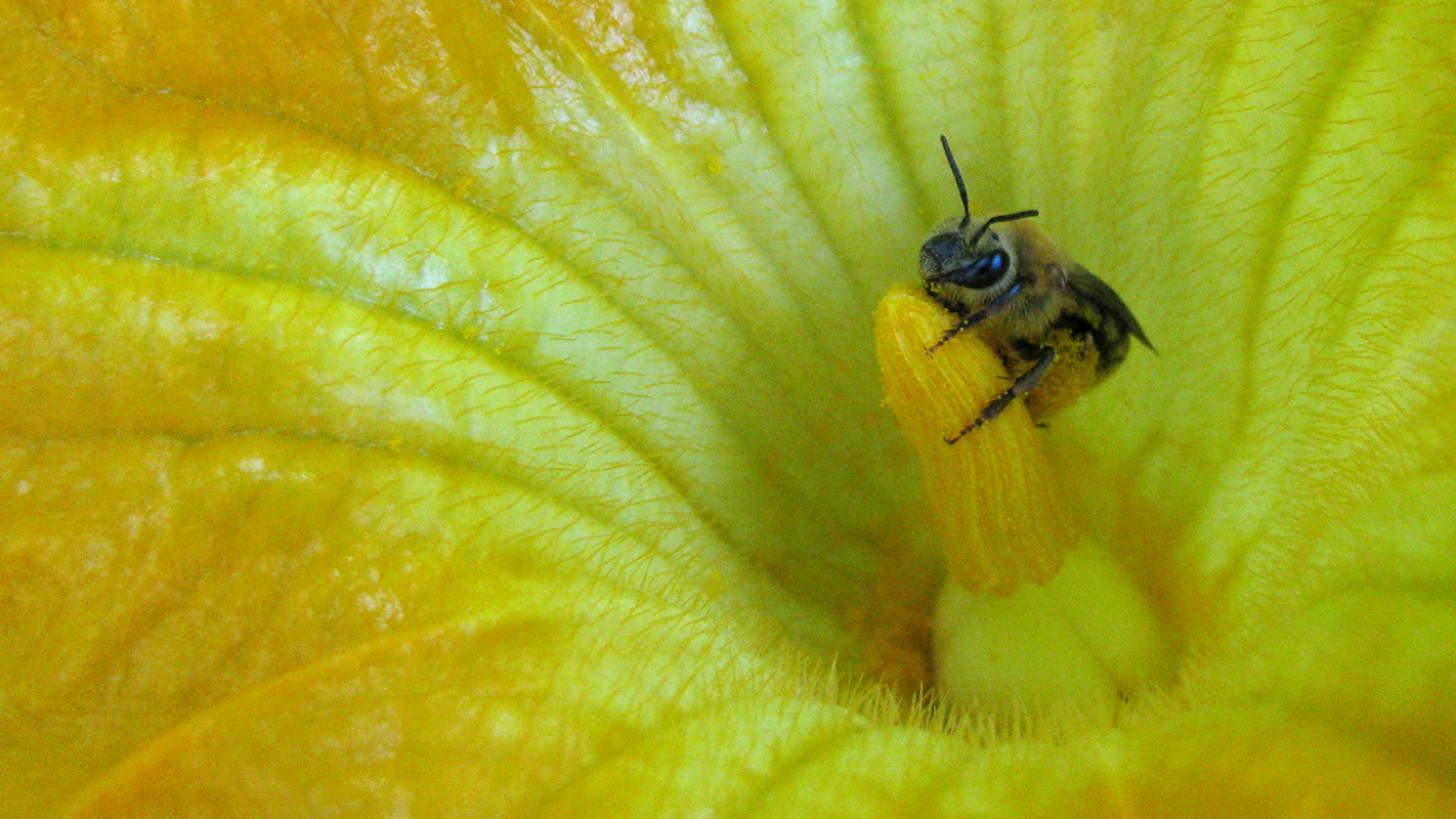 Squash bee on squash plant
