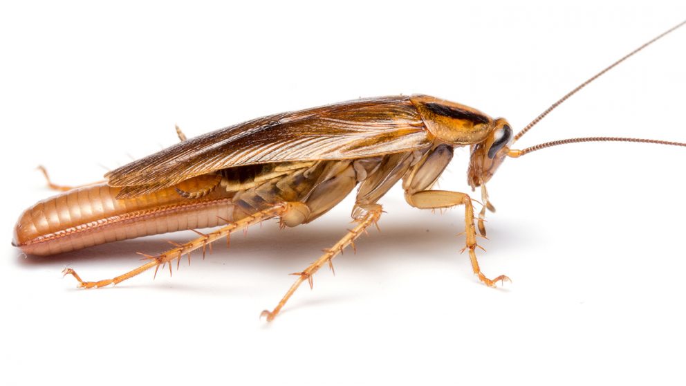 A female German cockroach. A new paper compares cockroach and termite genomes to find clues to the evolution of sociality. Photo courtesy of Matt Bertone.