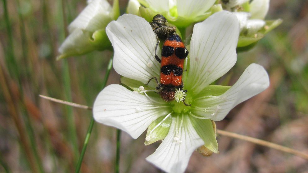 Checkered beetle on a Venus flytrap blossom. Photo credit: Elsa Youngsteadt. Click to enlarge.