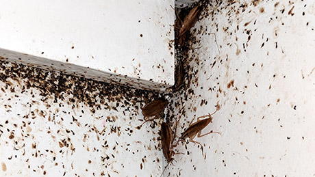 cockroach infestation in cabinet