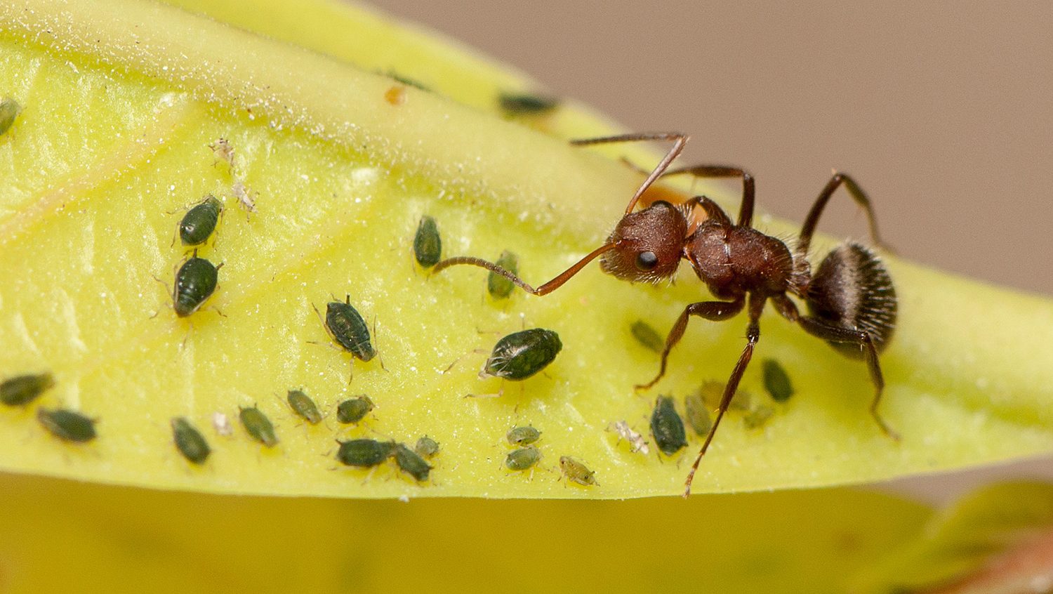Ant tending aphids (Photo - Matt Bertone, NCSU)