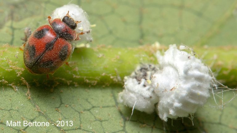 Vedalia beetles attacking cottony cushion scale (Matt Bertone- NCSU)