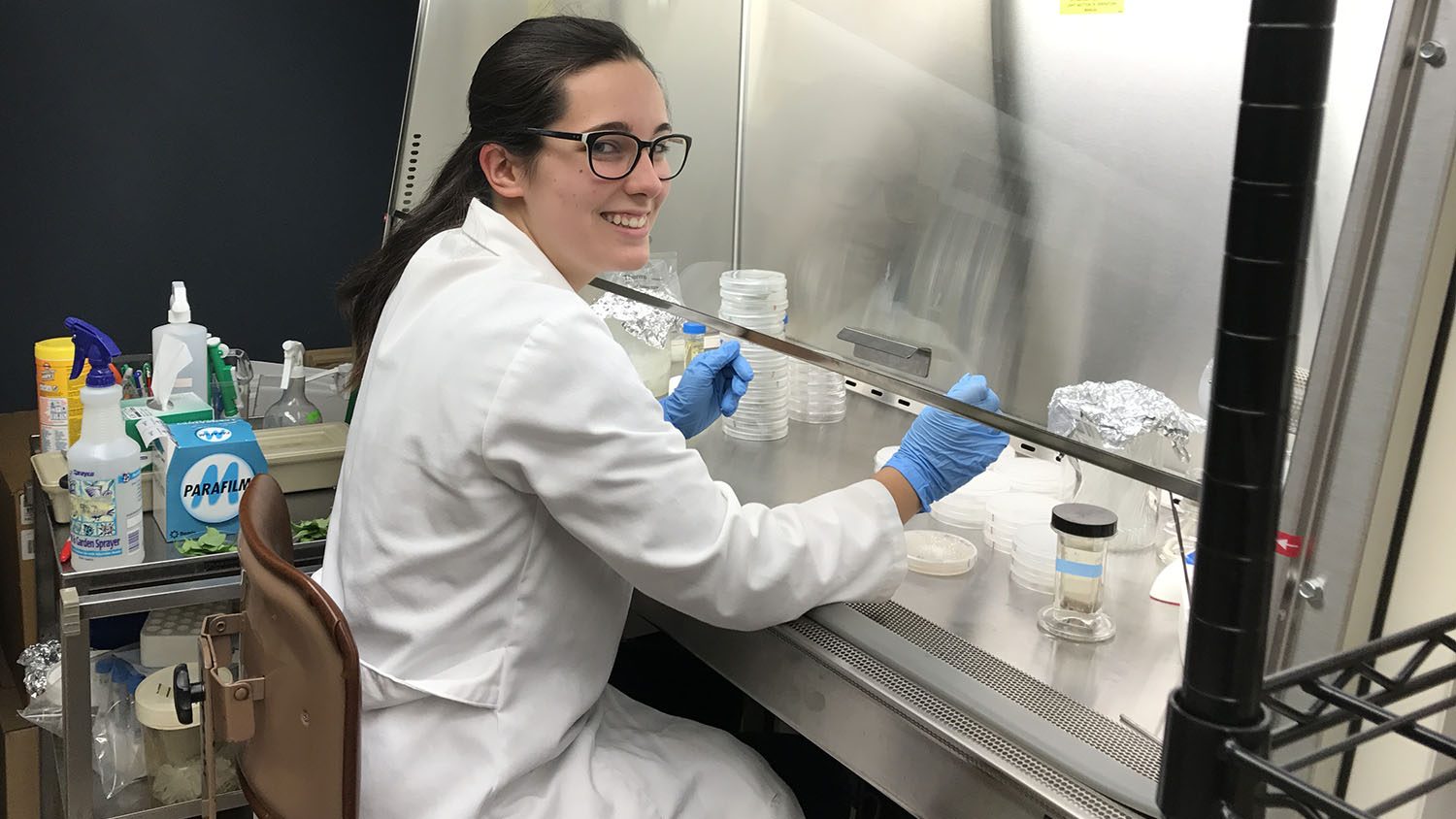 Undergrad research assistant plating fungal samples