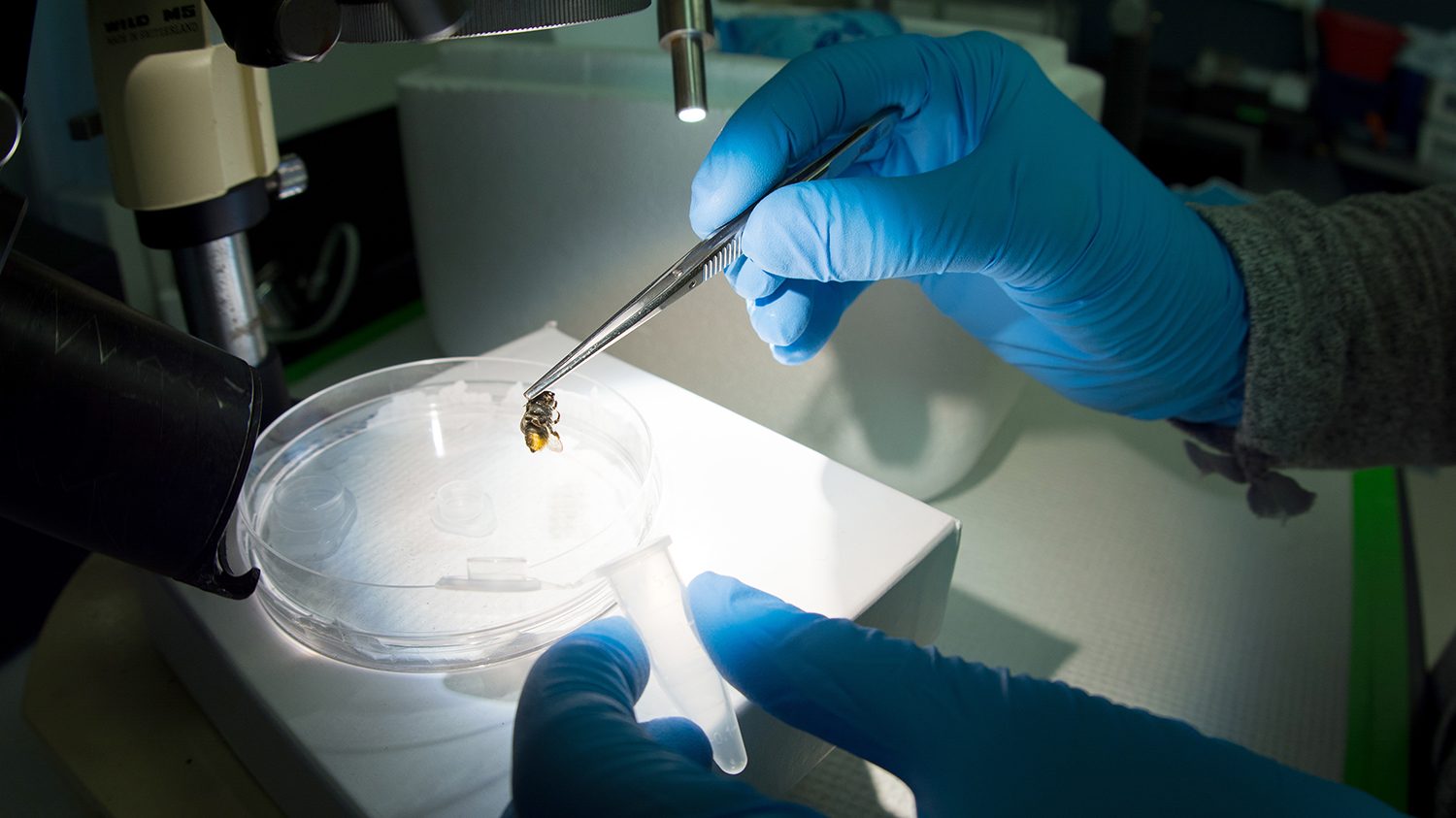 Examining bee under microscope