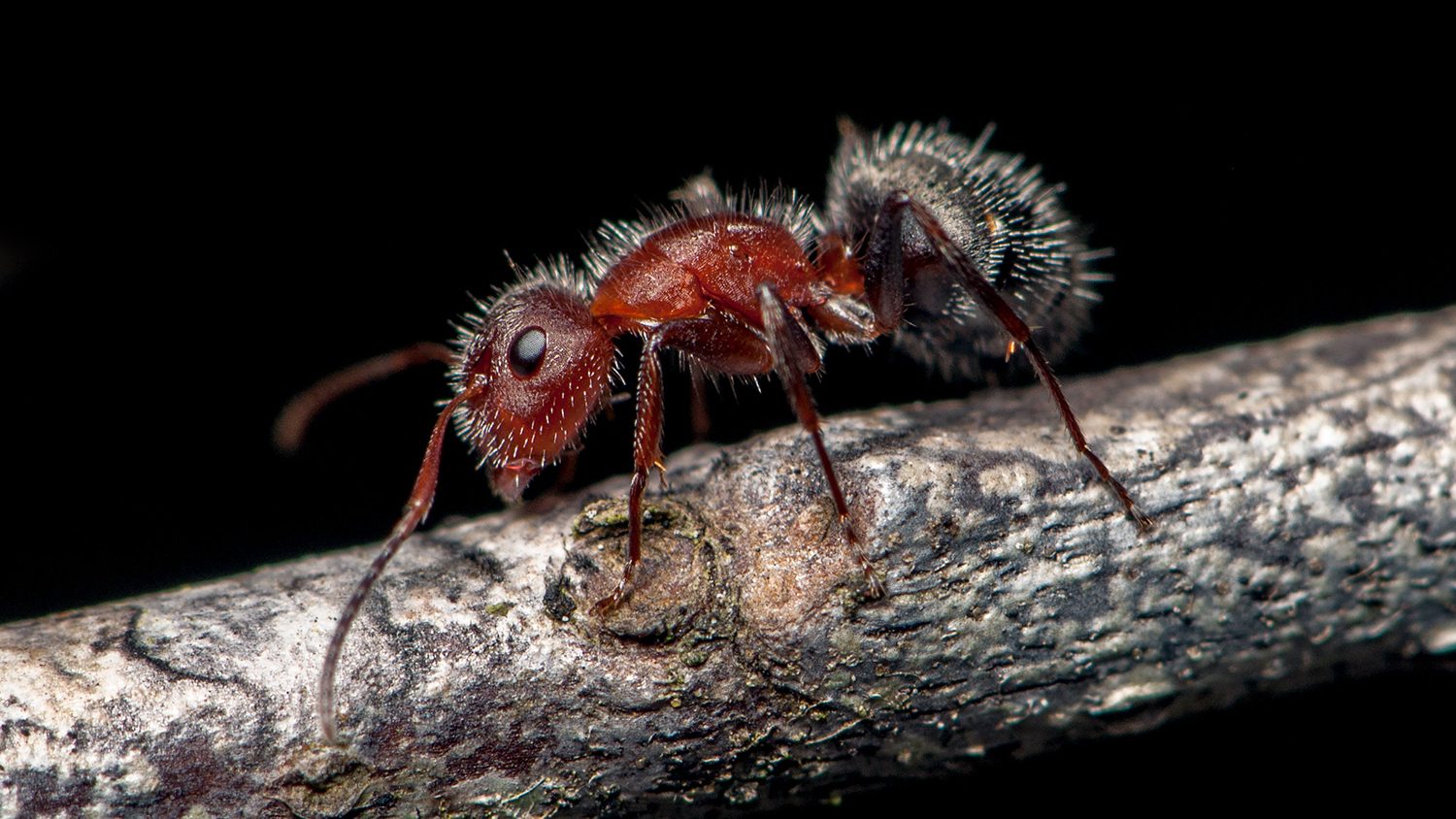 Ant on a tree limb