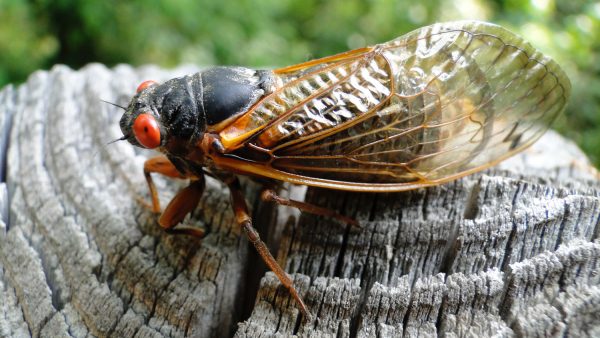 Here Come the Cicadas! At Least for Some of Us | Entomology and Plant ...