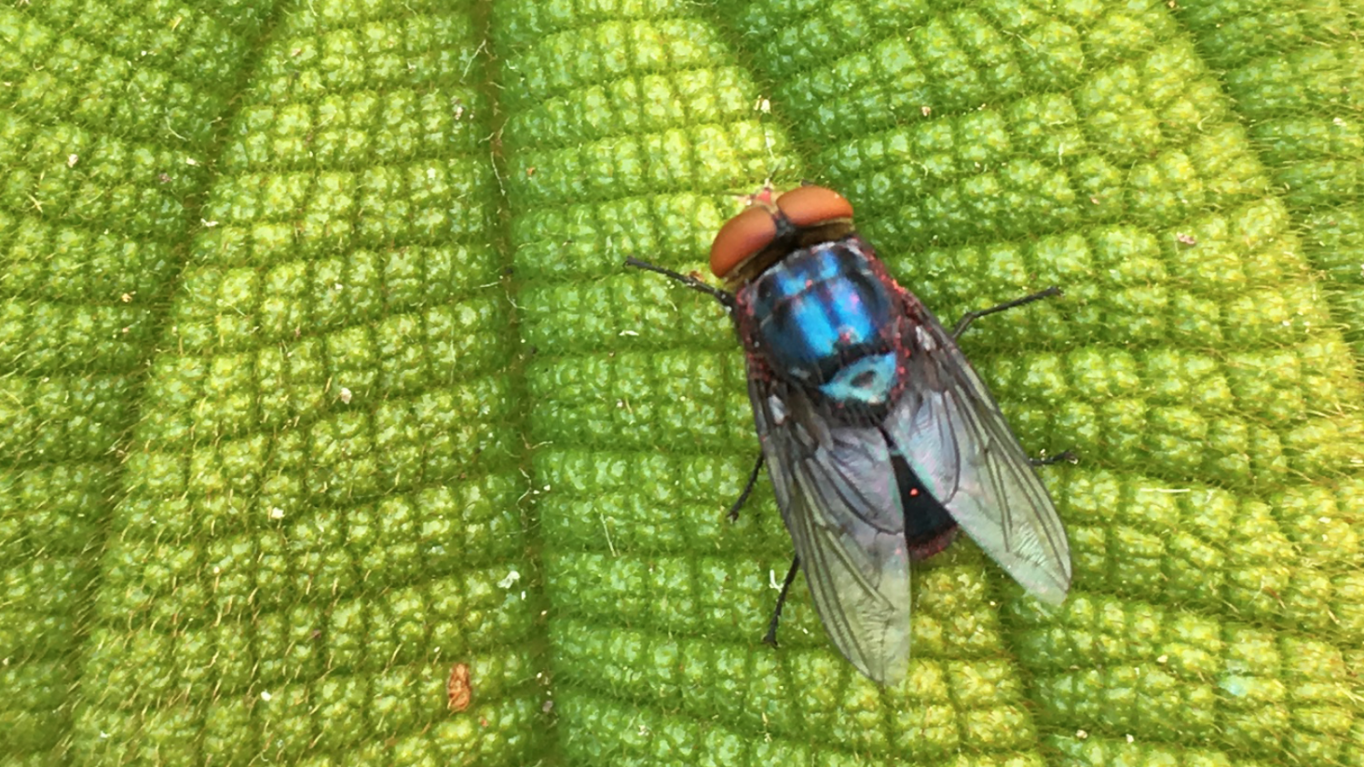 Close-up of fly on plant